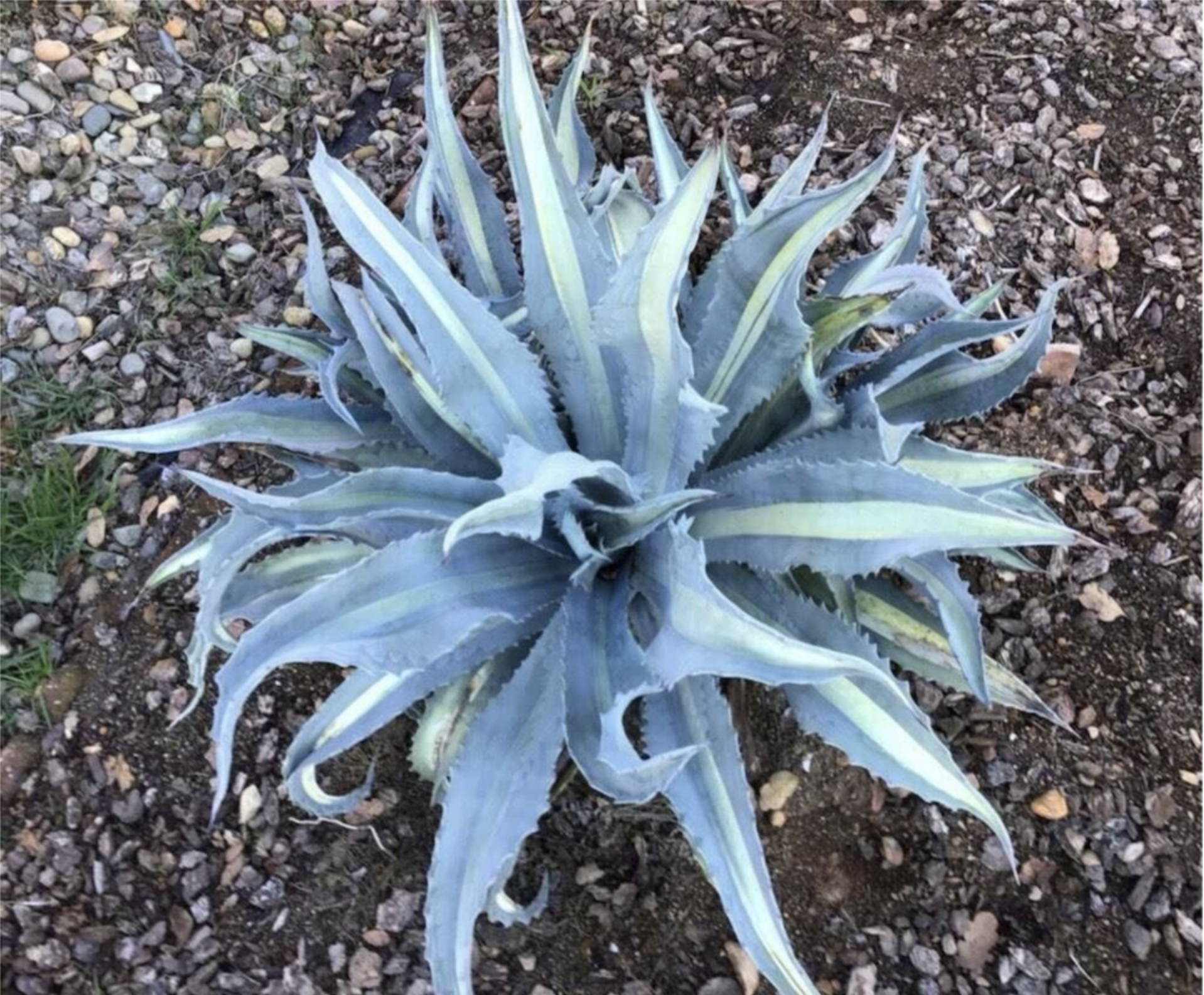 アガベ プロトアメリカーナ ファンキートゥース Agave americana var